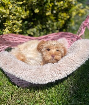 Maltipoo štěňátka - 4