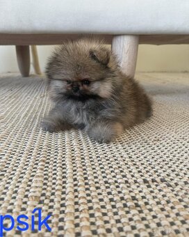 Pomeranian mini - 4