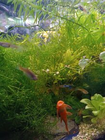 Endlerky Japan blue - 4