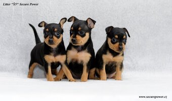 Pražský krysařík s PP - 4