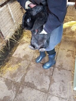 Králíci samice i samci německý obrovitý strakáči a křížencia - 4