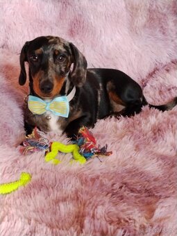 Jezevčík hladkosrstý trpasličí - 4