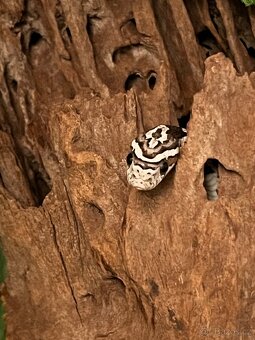 Terárium + hadi - 4