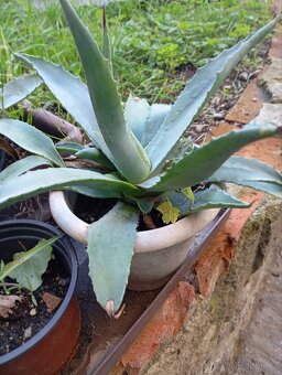 Agáve Americký - 4