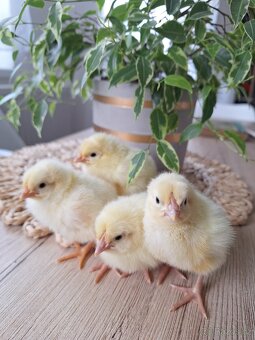 Kuřátka leghorn americký - 4