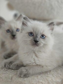 Ragdoll koťatka - 4