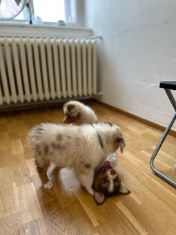 Australský ovčák red merle pejsek - 4