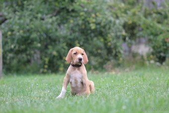 Štěňata pointer - 4