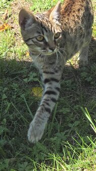 Bengálská kočka - 4