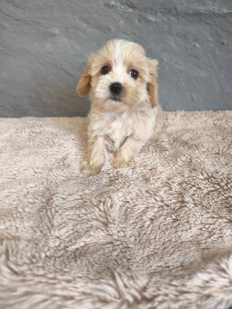 Maltipoo štěňátka k prodeji kluci - 4