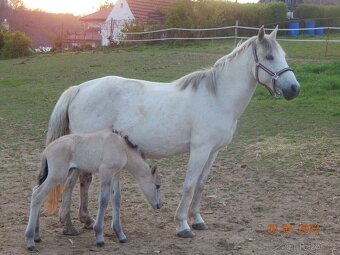 Arab/hucul klisna - 4