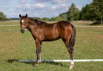 Klisna -Welsh part bred - 4