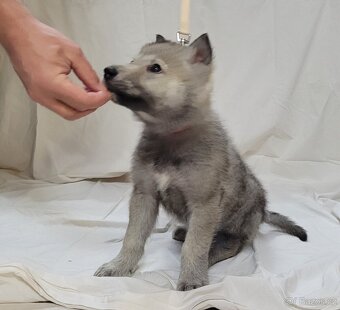 Československý vlčák - bez PP po rodičoch s PP - 4