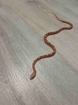 Užovka červená - 4