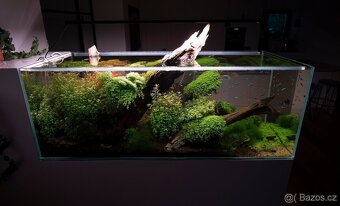 Prodám akvarijní rostliny z prostřihu - rostlinné akva. 600l - 4