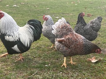 Wyandotka zdrobnělá 🐣🐥 - 4