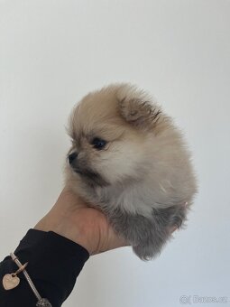 Pomeranian - 4