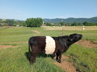 Plemenný býk belted galloway - EKO - 4