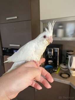 Ručně dokrmené korely Albino - 4