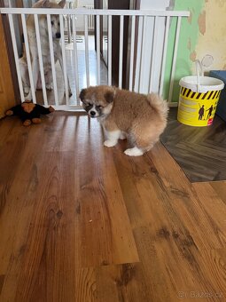Štěňátka Akita Inu - 4