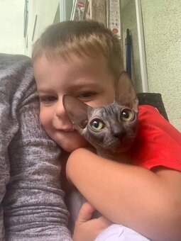 Koťata Donský Sphynx s PP - 4