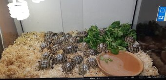 Želvy zelenavé odchov 2025 - 4