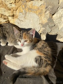 Koťata - 4
