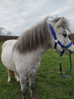 Welsh part bred pony wpb - 4
