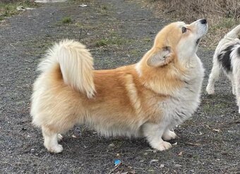 Welsh Corgi Pembroke - krytí - 4