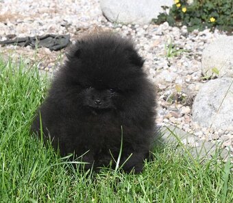 Pomeranian s PP - 4