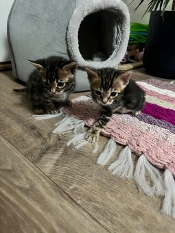 Bengálská kočka - 4