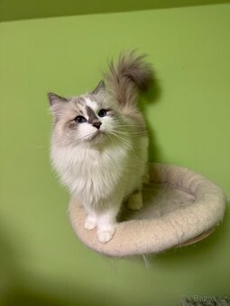 Něvska maškaráda s PP - 4