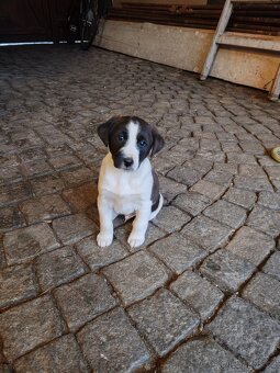 Štěňata kříženci - 4