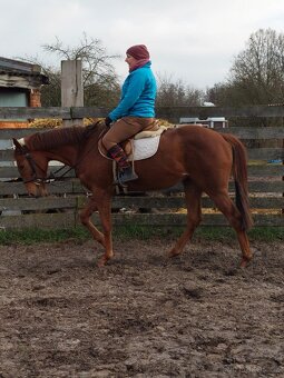 Klisna 3 letá, s RTG nohou a zad - 4