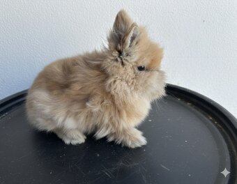 Zakrslí králící - stáří 2 měsíce - 4