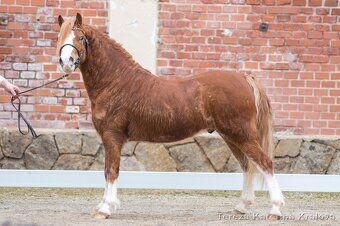 Připouštění Belgickým hřebcem Welsh mountain pony - 4