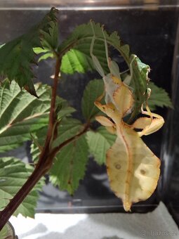12ks Vajíčka Lupenitky filipínské - Phyllium sp./Leaf insect - 4