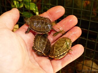 Želva trojkýlná (Mauremys reevesii) - 4