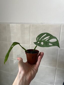 Monstera adansonii - 4