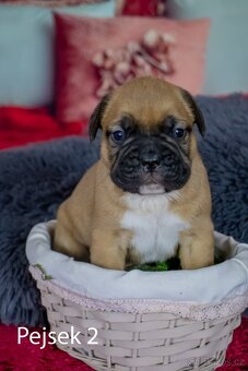 Štěňata francouzak + bordeaxska doga - 4