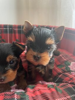 Jorkširský teriér s průkazem puvodu - 4