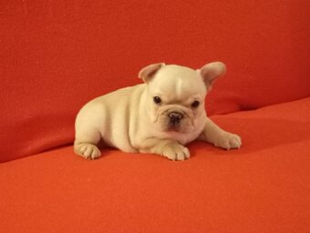 Francouzský buldoček - 4