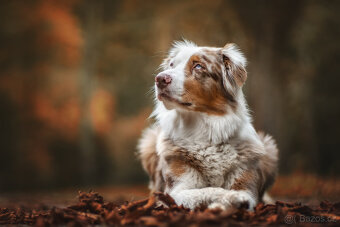 Meopta Meostigmat 100/2 Sony E a další - 4