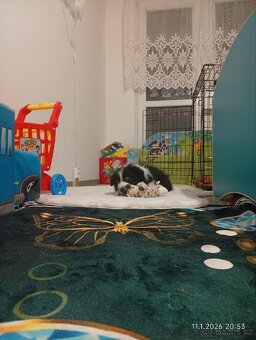 Štěně border kolie - 4