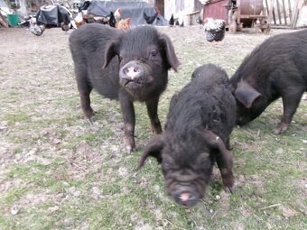 Nabízím činská prasata - 4