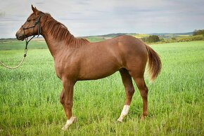 Prodám hřebce Appaloosa horse nar. v květnu 2023 - 4