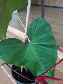 Philodendron Red - 4