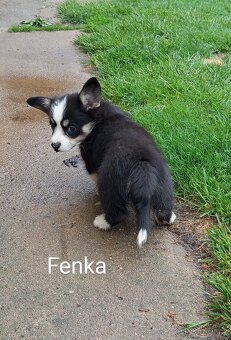Welsh Corgi Pembroke, s PP FCI, NATURAL BOB - 4