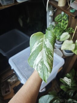 Monstera alba č.10 - 4