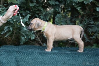 Rhodéský ridgeback s PP posledni volné štěňatka..vrh E - 4